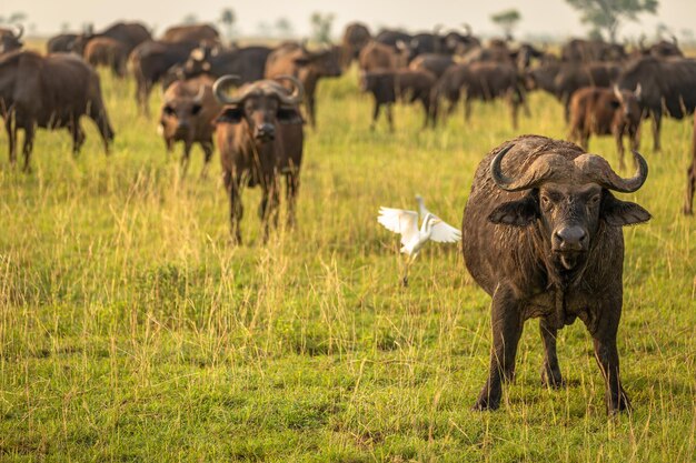 Bawół afrykański lub bawół przylądkowy (Syncerus caffer), Park Narodowy Murchison Falls, Uganda.