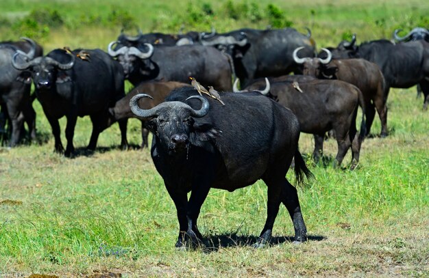 Bawół afrykański na afrykańskiej sawannie Masai Mara