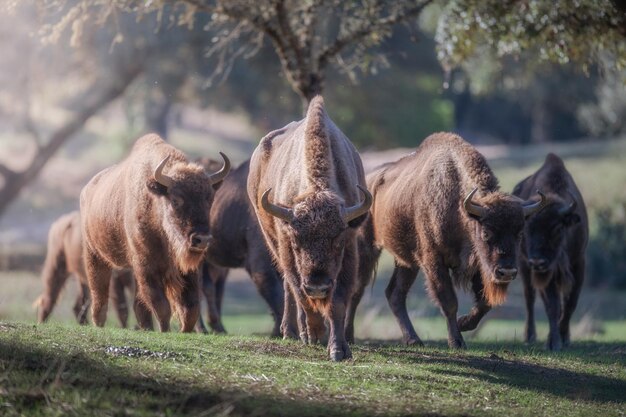 Bawół europejski, Bison bonasus.