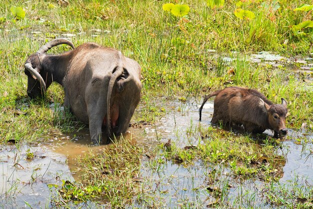 Bawół wodny i cielę w stawie z wodą w Siem Reap w Kambodży.