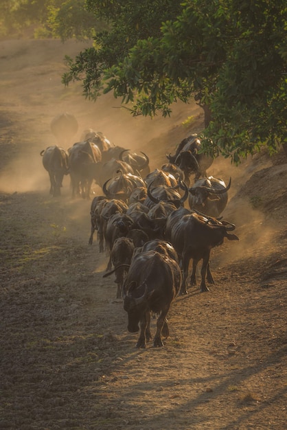 Zdjęcie bawoły na wolności wracają do stajni buffalo