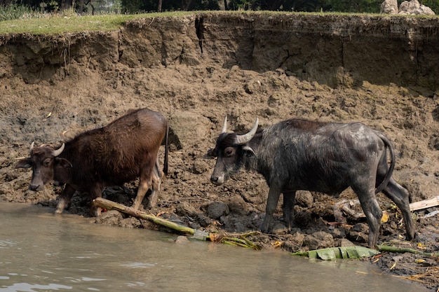 Bawoły pijące wodę na brzegu rzeki Bawoły włochate z Azji Południowo-Wschodniej na brzegu rzeki Bawoły na błotnym zbliżeniu Zdjęcia zwierząt i dzikiej przyrody z obszarów wiejskich ze statku wodnego