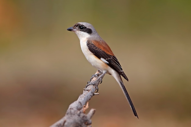 Bay-backed Shrike Lanius Vittatus Beautiful Birds Of Thailand