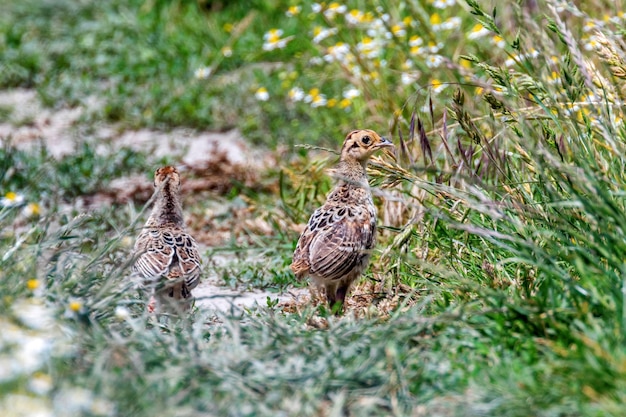 Bażant pisklę na polu trawy (Phasianus colchicus)