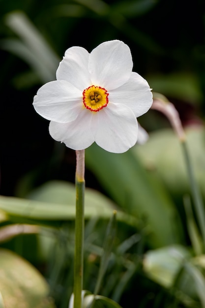 Bażant żonkil (Narcissus poeticus) kwitnący wiosną