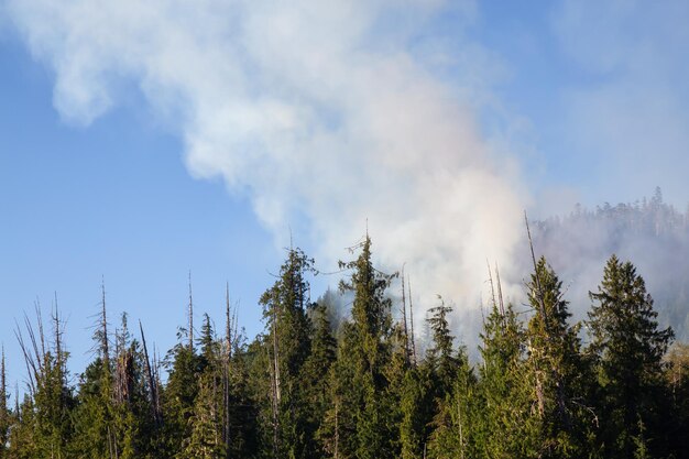 BC Wild Fire podczas gorącego słonecznego letniego dnia