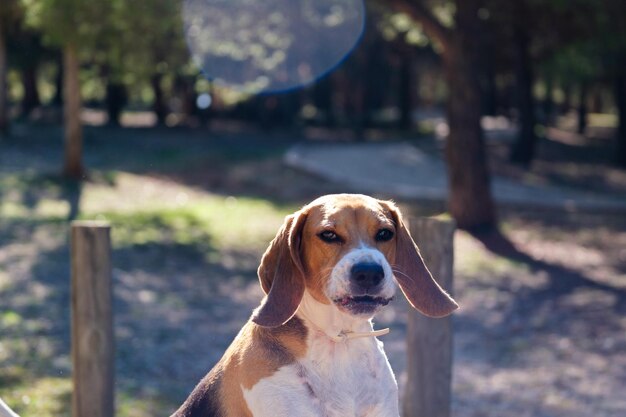 Zdjęcie beagle bawiący się w lesie