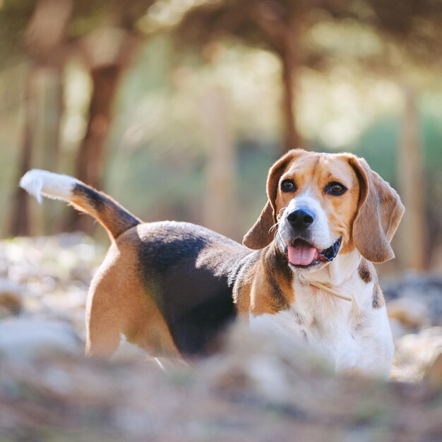 Zdjęcie beagle bawiący się w lesie