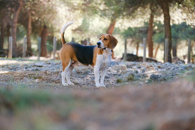 Zdjęcie beagle bawiący się w lesie