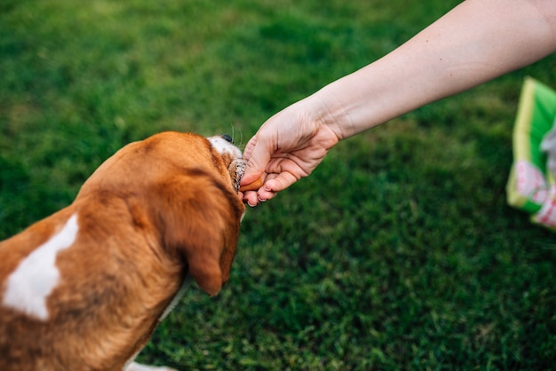 Beagle dostaje przekąskę na zewnątrz. Zbliżenie.