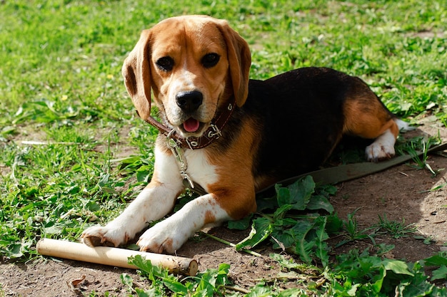 Beagle leży na trawie i gryzie kij