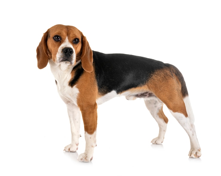 Zdjęcie beagle na białym tle