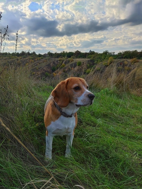 Beagle na pagórkowatym terenie. spacer na łonie natury