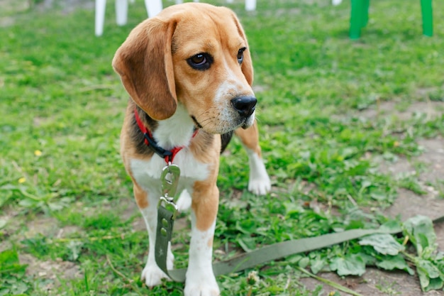 Beagle Na Smyczy Na świeżym Powietrzu