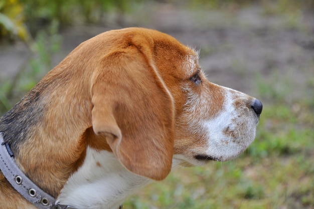 beagle patrząc wstecz