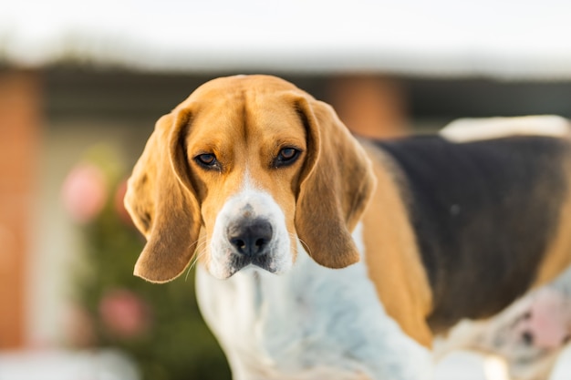 Beagle patrzący w kamerę