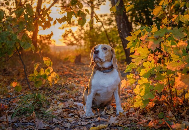 Beagle pies w pięknym jesiennym parku wieczorem o zachodzie słońca