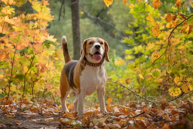 Beagle pies w pięknym jesiennym parku z żółtymi liśćmi na drzewach