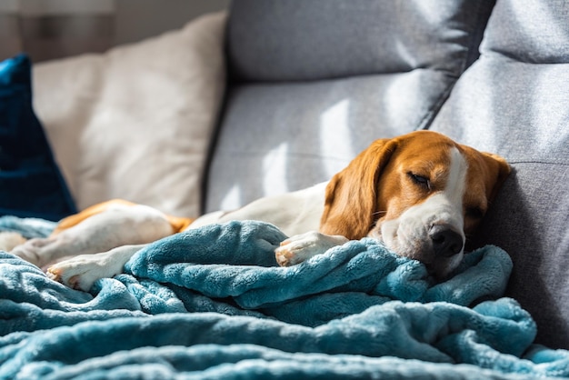 Beagle pies zmęczony śpi na przytulnej kanapie w jasnym pokoju