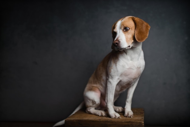 Beagle siedzący na stole na czarnym tle