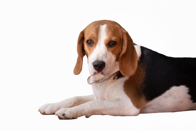 Beagle słodki pies siedzący na białym tle Beagle pies zwierzęta inteligentny i piękny Zwierzęta koncepcja psa