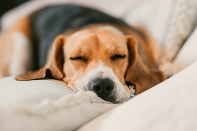 Beagle śpi na kanapie