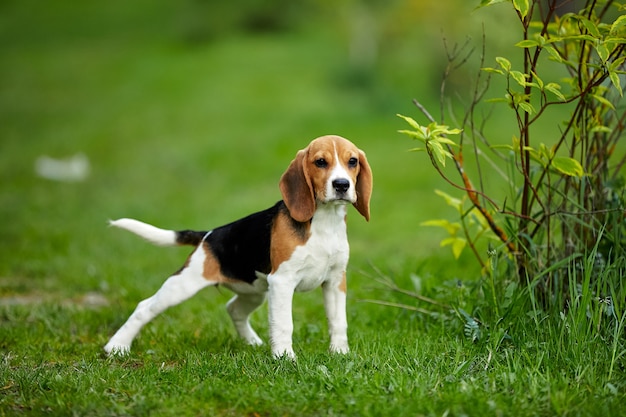 Beagle szczeniak stary stojący na zielonej trawie w lecie