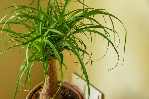 Beaucarnea Recurvata znana również jako palma ponytail lub Nolina