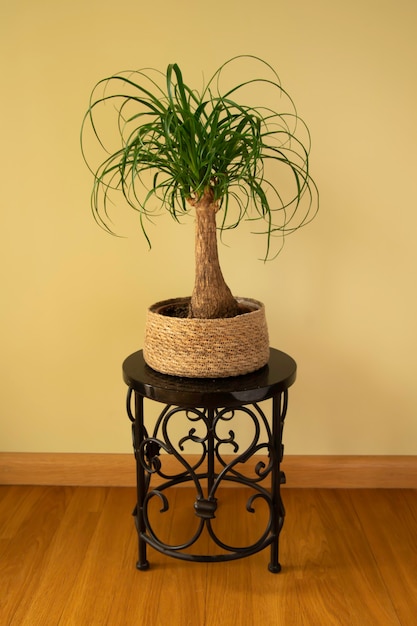 Beaucarnea Recurvata znana również jako palma ponytail lub zbliżenie Nolina
