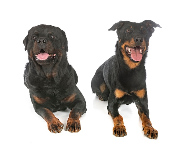 Beauceron i rottweiler na białym tle