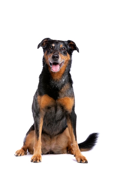 Beauceron