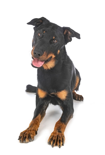 Beauceron 