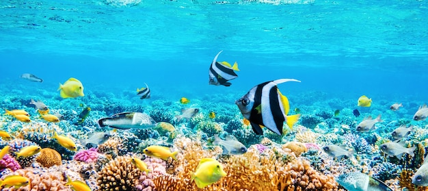 Beautifiul podwodny panoramiczny widok z tropikalnymi rybami i rafami koralowymi