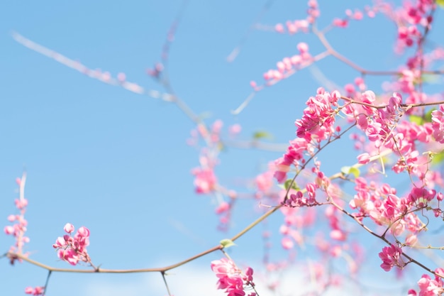 Beautiful Bright Pink orientalny kwiat Cherry Blossoms botanika przeciwko zewn?trz Blue Sky na wiosn?. Streszczenie romantyczne uczucie.