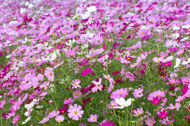 Beautiful of Cosmos Flower field na tle