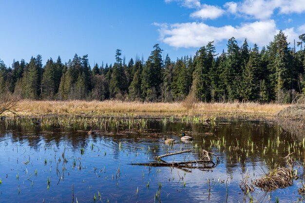 Beaver Lake w Stanley Park Vancouver Kolumbia Brytyjska Kanada