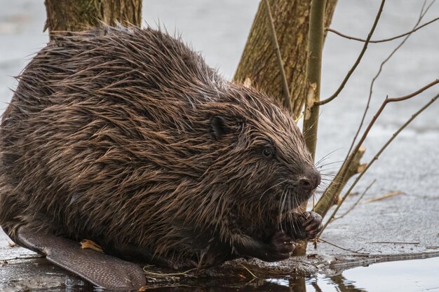 Zdjęcie beaver z bliska