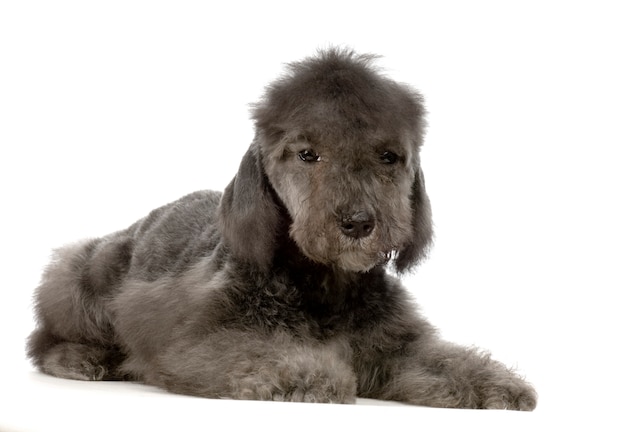 Bedlington Terrier