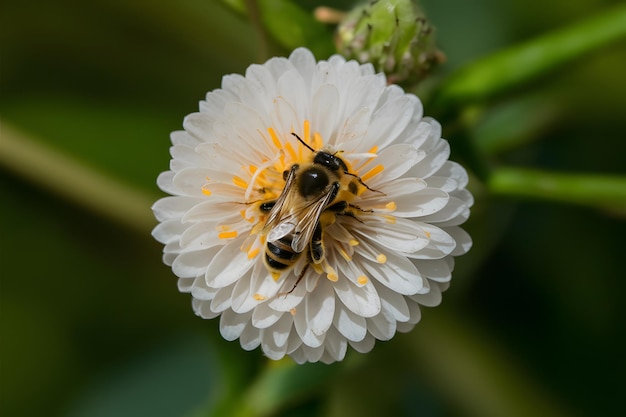 Bee jar ucieleśnia naturę współpracy mobilnej tapety