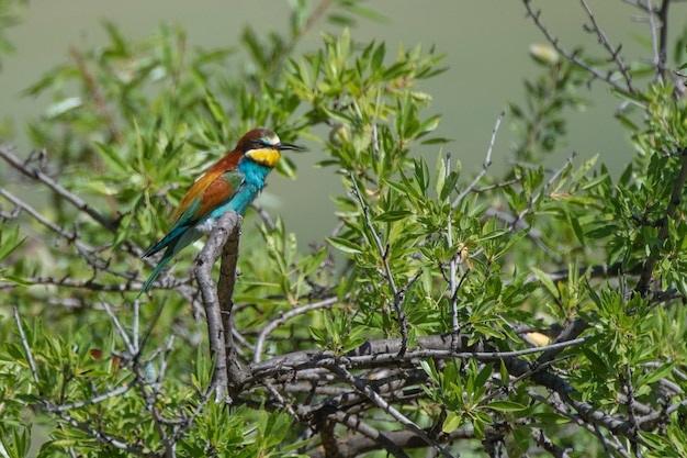 Beeeater Merops apiaster Malaga Hiszpania