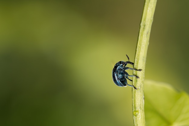 Beetle Involvulus caeruleus na zielonym tle naturalnym