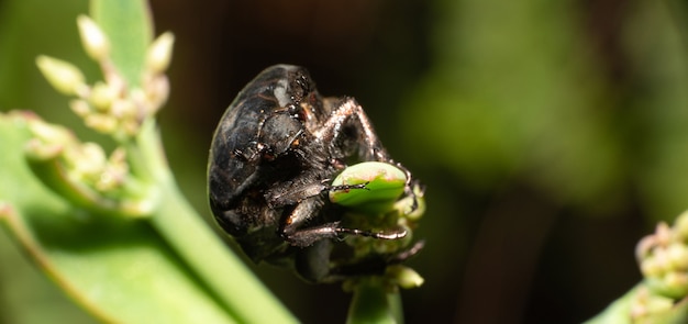 Beetle, makro szczegóły chrząszcza na zielonej roślinie z czarnym tłem, selektywne focus.
