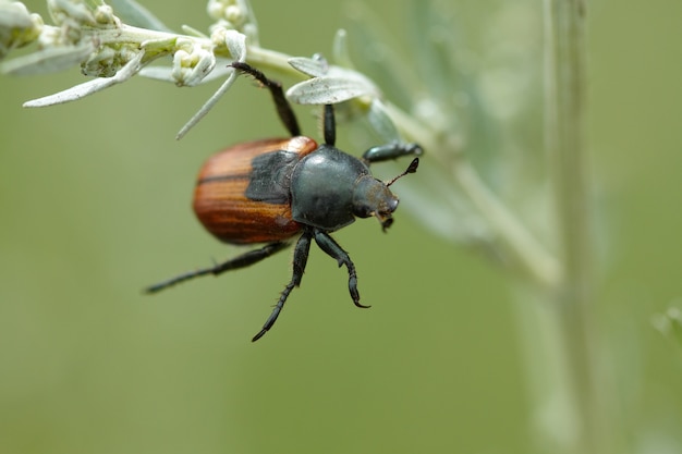 Beetle na łodydze trawy. Widok makro