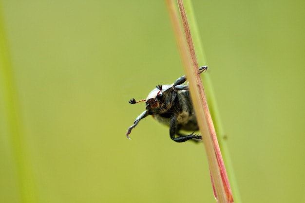 Beetle na łodydze trawy. Widok makro