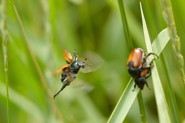 Beetle Na łodydze Trawy. Widok Makro