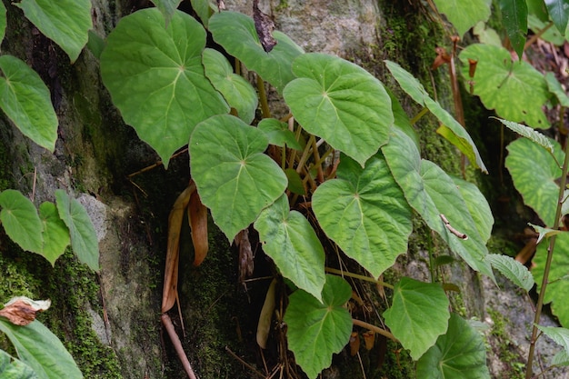 Begonia dryadis z zielonymi liśćmi w naturze lasu deszczowego