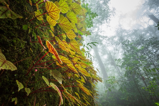 Begonia liści na skale w lesie płytkiej głębi