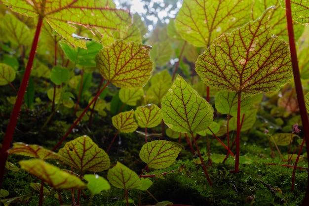 begonia na kamieniu w lesie