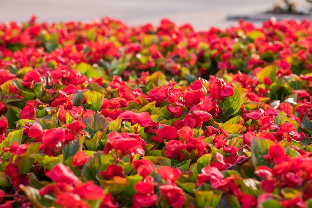 Begonia semperflorens kwiaty czerwona begonia w kwietniku selektywne skupienie gotowe do zbioru rolników