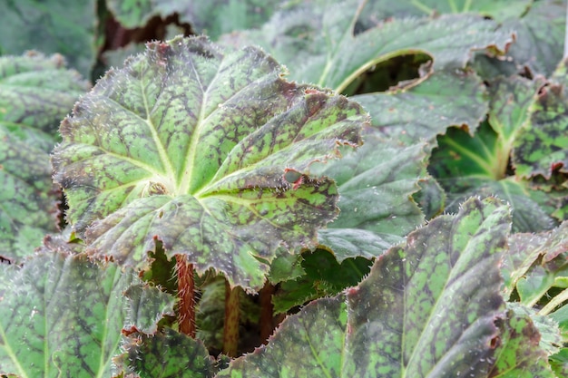 Begonia Thelmae